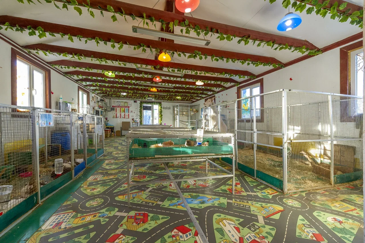 Фото Мини-зоопарк "ZOO-mini" (г. Реутов) - развлечение в Москве | Досугатор